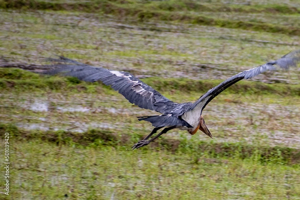 Obraz seagull in flight