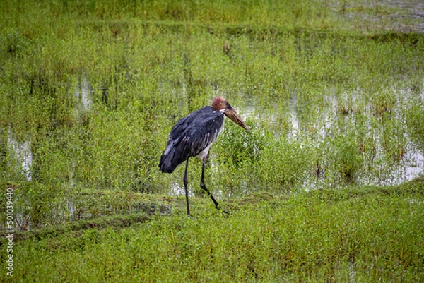 Obraz grey crowned crane