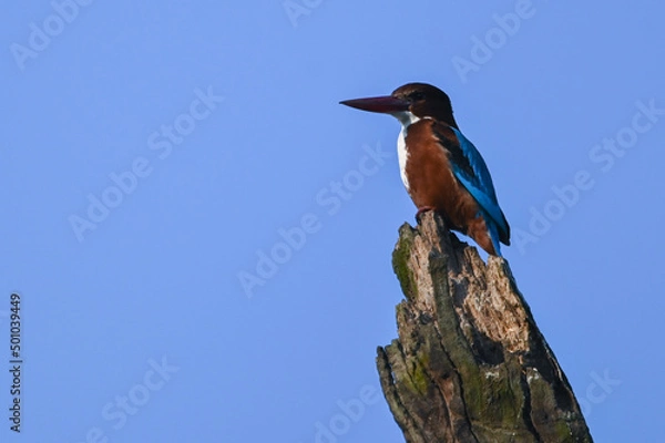 Obraz bird on a branch