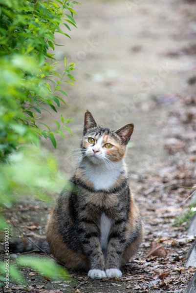 Obraz cat in the forest