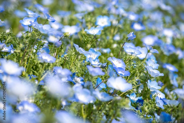 Obraz Nemophila