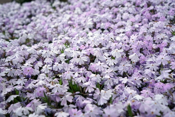 Fototapeta moss phlox