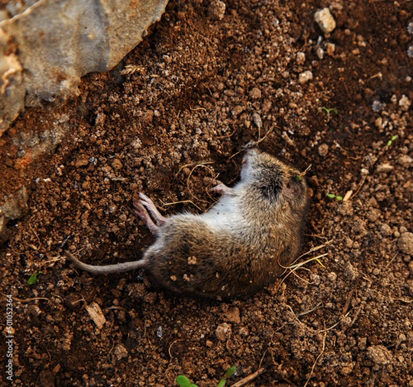 Fototapeta Dead field mouse lying on brown soil