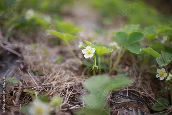 Fototapeta イチゴの花
