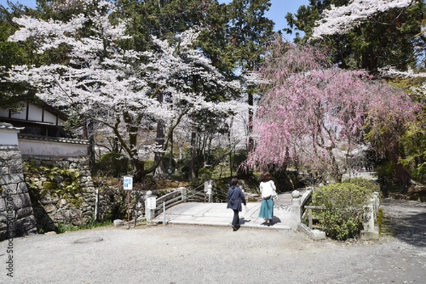 Fototapeta 春の三井寺　境内の桜　滋賀県大津市