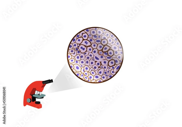 Fototapeta immunohistochemistry with a microscope