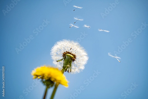 Obraz タンポポ　綿毛の旅立ち