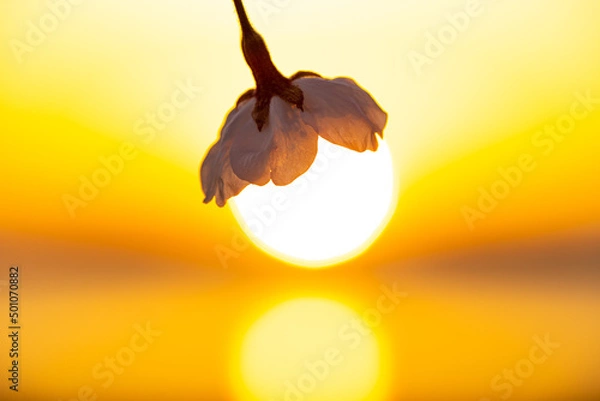 Obraz 夕日と桜