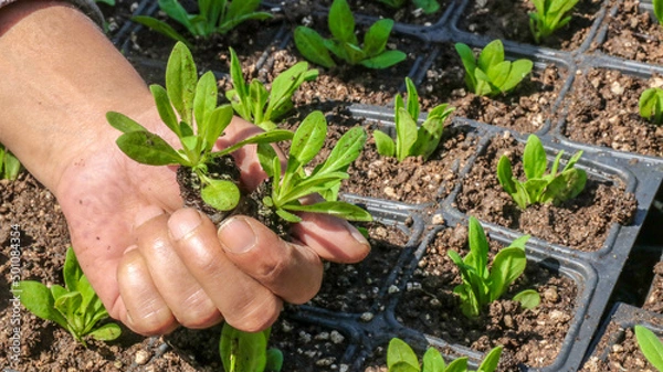 Fototapeta Farmer holds flower seedlings in his hand against the background of seedlings in cassettes