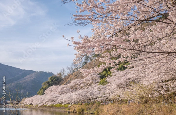 Fototapeta 海津大崎の桜