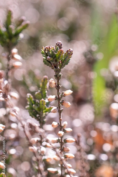 Obraz flowers on a tree