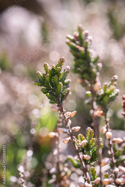 Obraz branch of a tree
