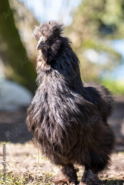 Obraz chicken in the grass