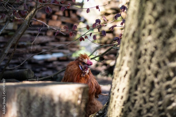 Obraz bird in the grass
