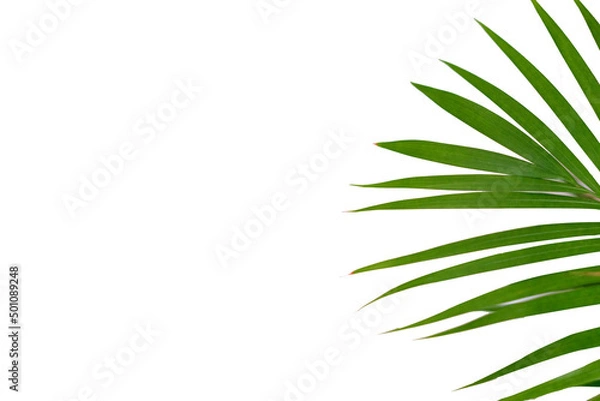 Fototapeta Houseplant small green palm tree (Chamaedorea Hyophorbeae Hamedorea Bridble), Large indoor palm plant in room.
