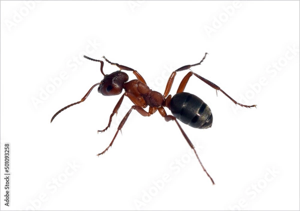 Obraz Red wood ant, Formica rufa