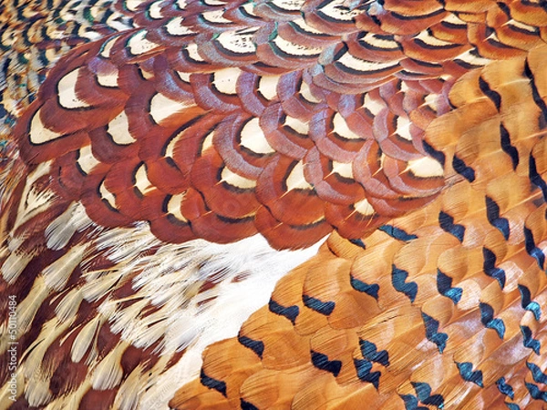 Obraz Pheasant feathers background