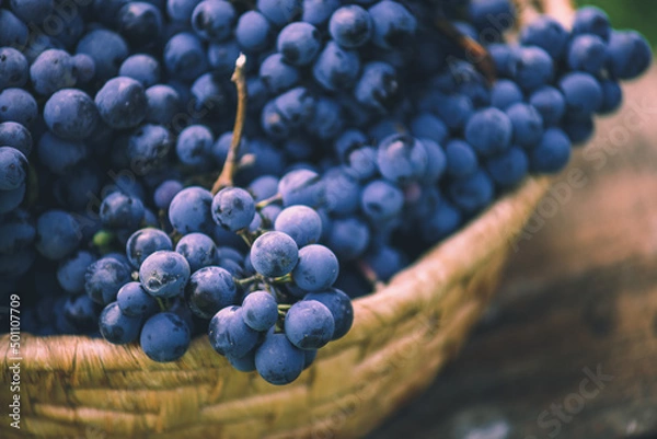 Obraz Blue grapes on the basket on the wooden table