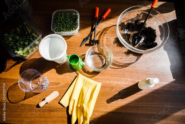 Obraz a set for planting microgreens at home