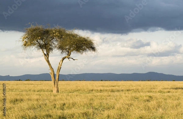 Obraz Samotne drzewo