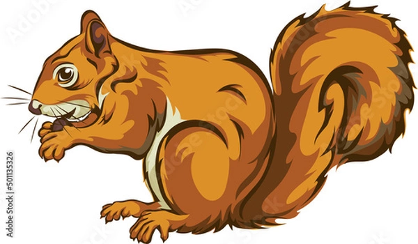 Fototapeta Squirrel, squirrel figure, realistic image, vector, positions, illustration, black and white, color, silhouette, logo, trademark, chevron