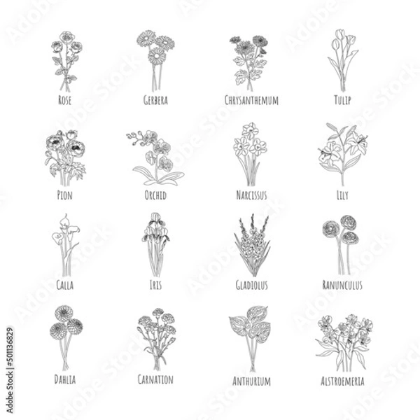 Fototapeta Set of bouquets main flowers: Rose, Gerbera, Chrysanthemum, Tulip, Pion, Orchid, Narcissus, Lily, Calla, Iris, Gladiolus, Ranunculus, Dahlia, Carnation, Anthurium, Alstroemeria. Line graphics