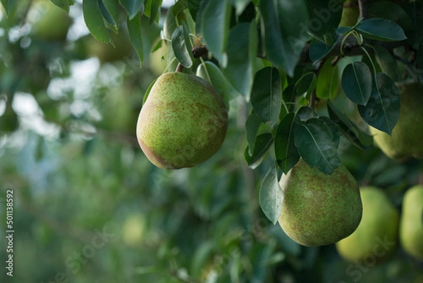 Obraz pears on tree