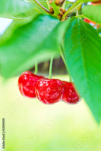 Obraz raspberry on a green background