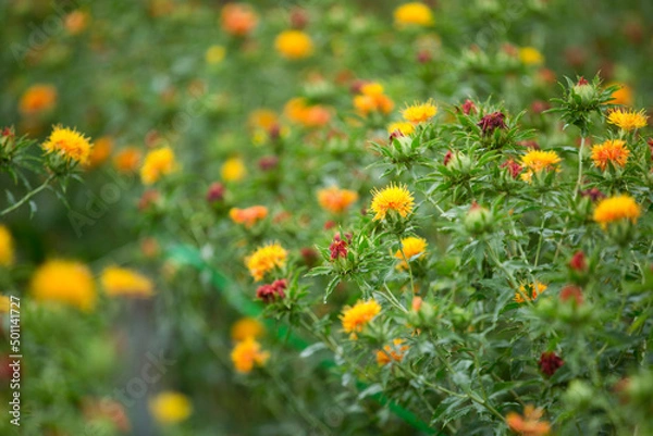 Obraz flowers in the field