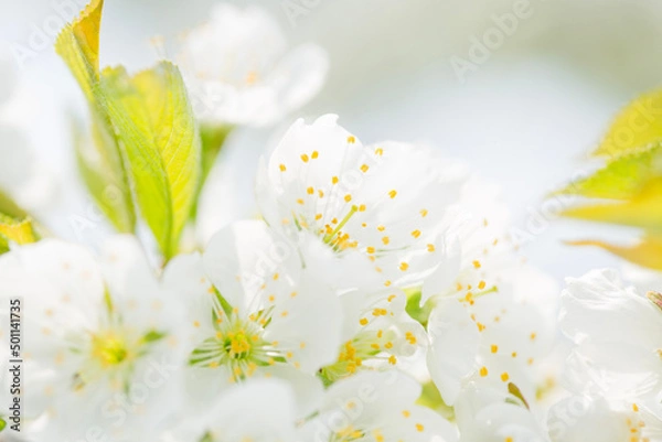 Obraz white flowers on a green background