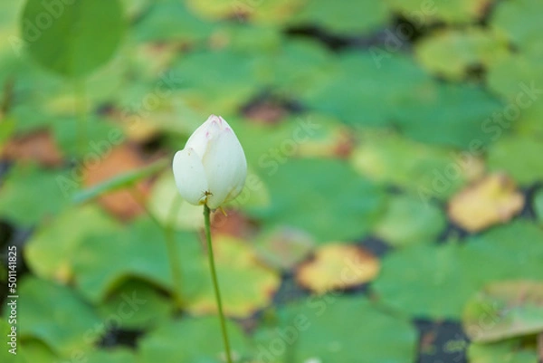 Obraz white lotus flower