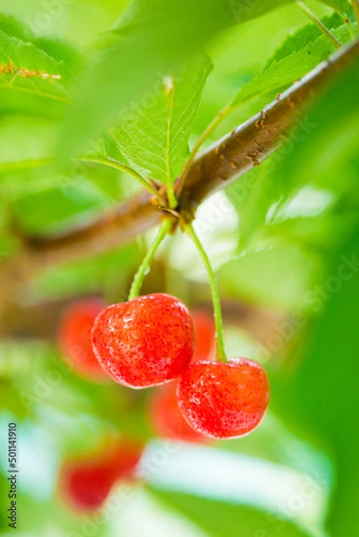 Obraz cherry on a branch