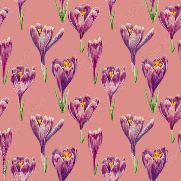 Fototapeta Seamless pattern of purple crocuses drawn with colored pencils on a Pale Violet Red background. For fabric, sketchbook, wallpaper, wrapping paper.
