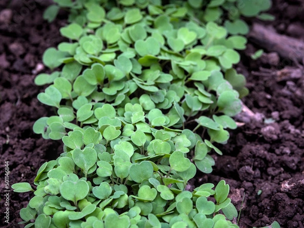 Obraz Sprouting Arugula on the garden. Selective focus on fresh ruccola leaves, rucola, eruca or garden roquette salad top view.