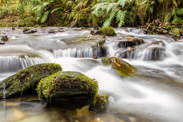 Obraz A calming Cornish woodland stream, on a cold November day.  A slow shutter speed makes the babbling water milky, adding to the serenity.  The rocks are alive with moss.