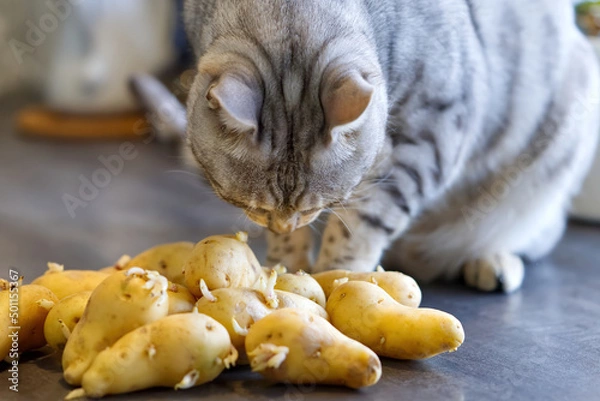 Obraz Bengal cat sits next to sprouted potatoes. Cat sniffs raw potatoes. Close up