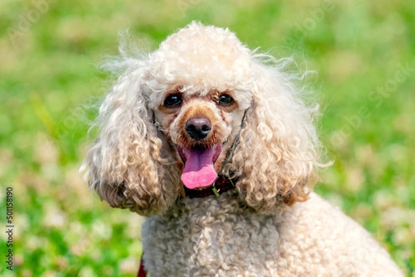 Fototapeta Poodle dog breed with light fur close up on a background of green grass