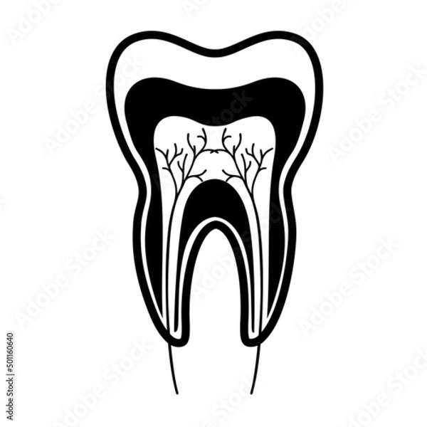 Obraz Inside the tooth