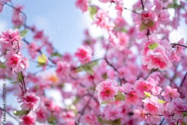 Fototapeta A colorful pink cherry blossom (sakura) crafted flower with blur sky in day time as blurred background. Nature and background photo. Selective focus.