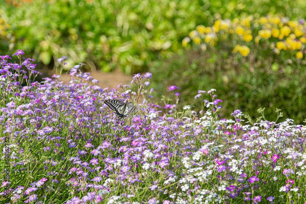 Obraz 久宝寺緑地の花畑にいるアゲハ蝶