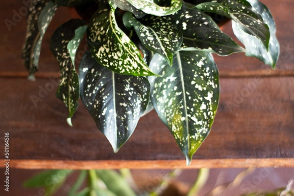 Obraz Amoena (dumb cane)