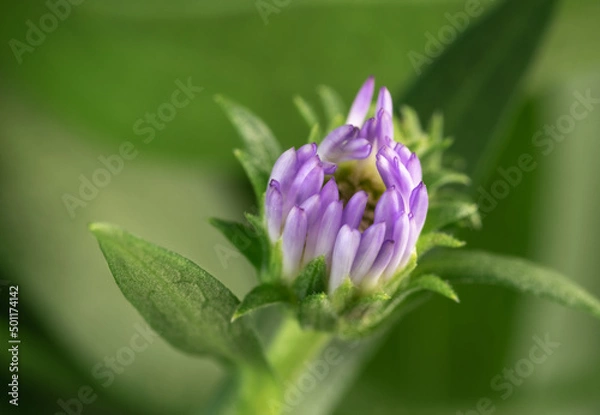 Fototapeta Purple Aster