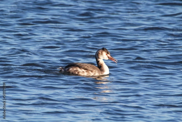 Fototapeta Perkoz dwuczuby z rybą w dziobie