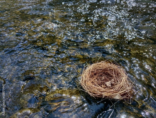 Fototapeta Nest floating on water. Lost home concept