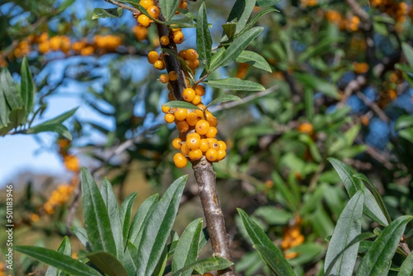 Fototapeta Sea Buckthorn - Hippophae rhamnoides