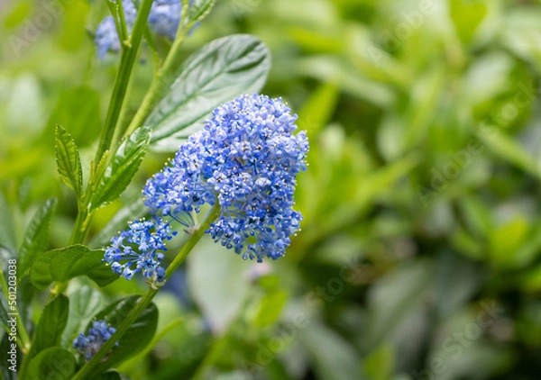 Obraz Close up of Blueblossom - Ceanothus thyrsiflorus
