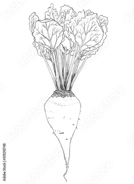 Fototapeta Sugar beet with leaves drawing. Ink sketch isolated on white background. Hand drawn botanical illustration.