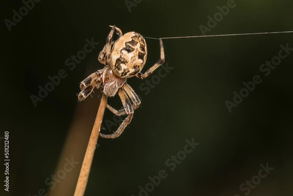 Fototapeta spider on a dry grass stalk