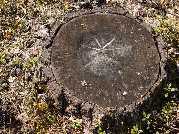 Fototapeta Old fir stump remain after logging. Sunny spring day.