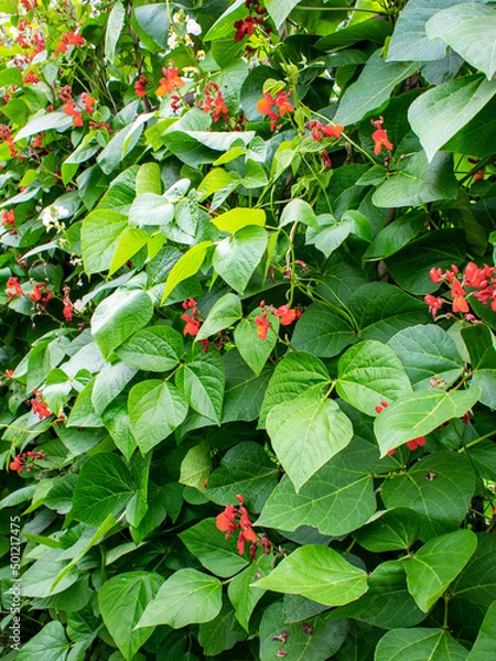 Obraz OLYMPUS DIGITAL CAMERA